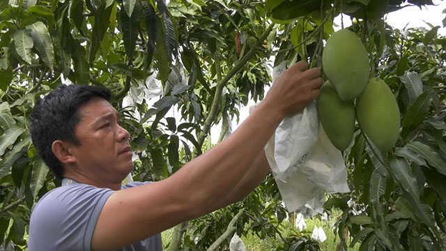 Thu 3 vụ quả &quot;đút túi&quot; 1 tỷ đồng, một nông dân Đồng Tháp &quot;liều&quot; trồng xoài đất gò cát hóa ra lại hay - Ảnh 1.