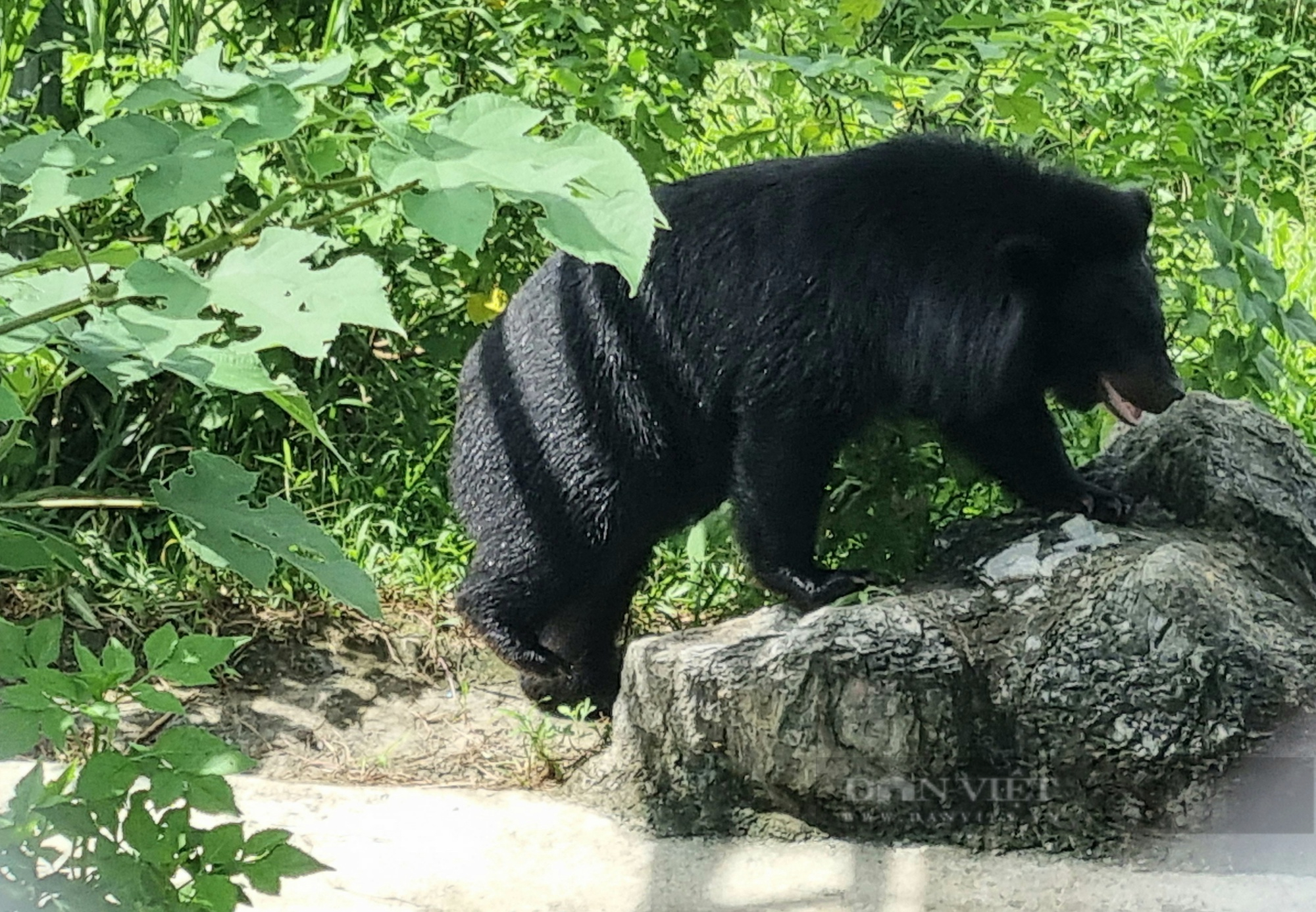 Cơ sở bảo tồn gấu Ninh Bình: Nét chấm phá du lịch bền vững - Ảnh 2.
