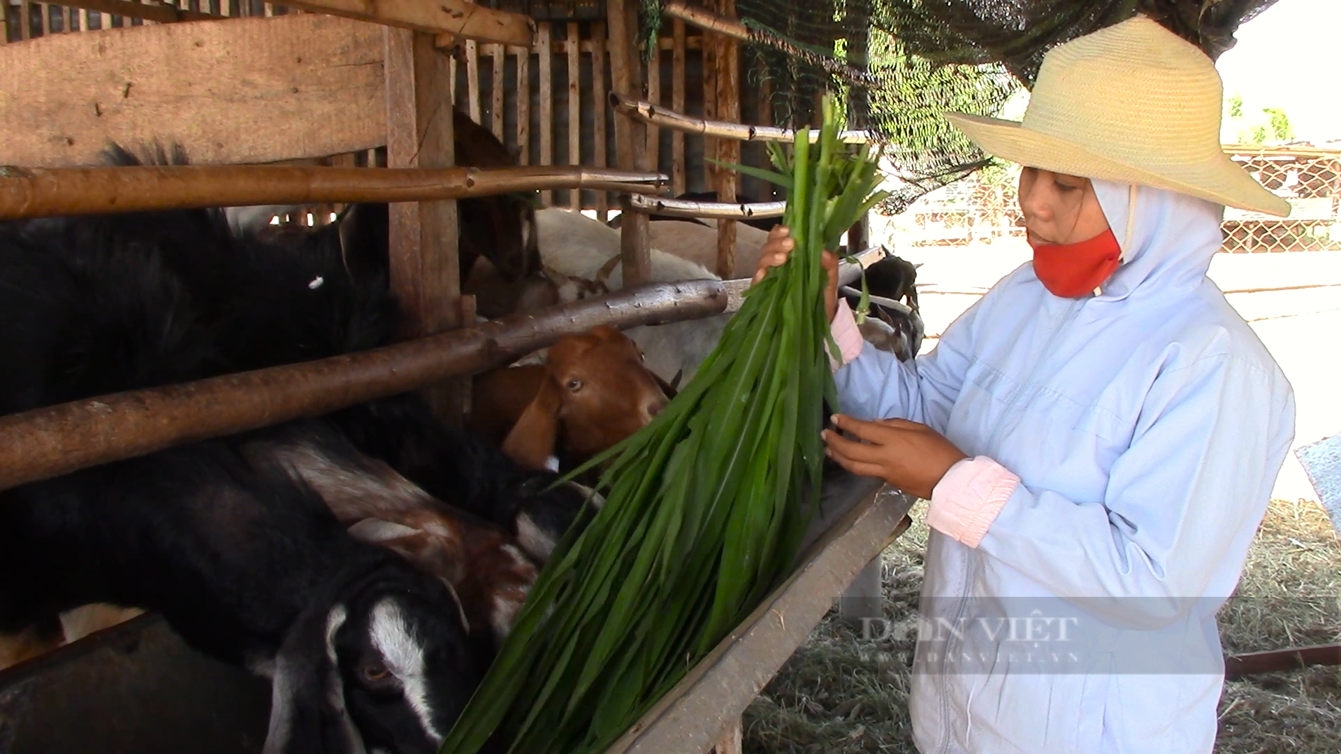 Người chăn nuôi dê, cừu ở Ninh Thuận đứng ngồi không yên vì giá tụt dốc không phanh - Ảnh 1.
