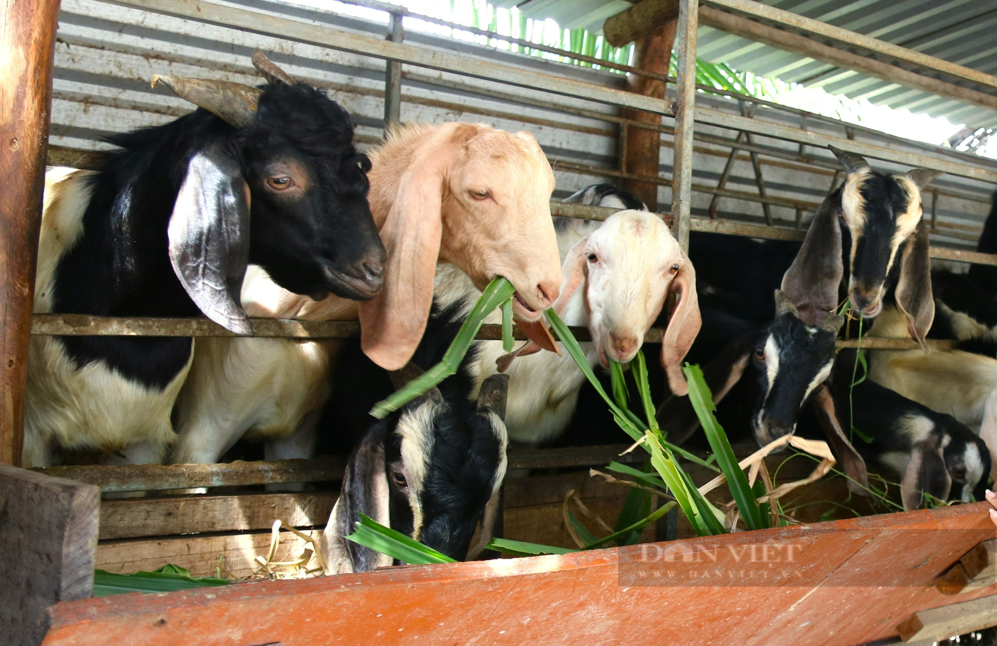 Người chăn nuôi dê, cừu ở Ninh Thuận đứng ngồi không yên vì giá tụt dốc không phanh - Ảnh 3.