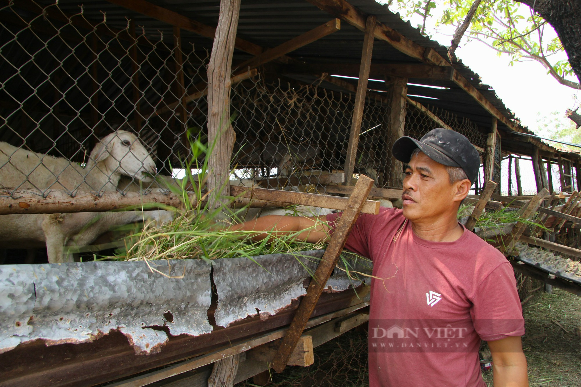 Người chăn nuôi dê, cừu ở Ninh Thuận đứng ngồi không yên vì giá tụt dốc không phanh - Ảnh 4.