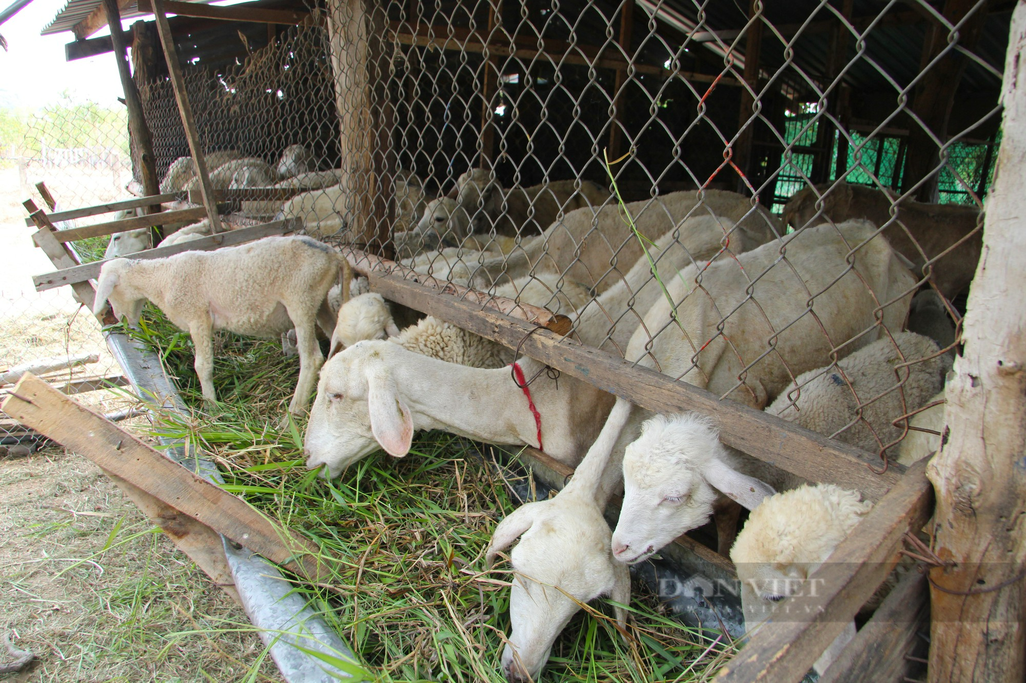 Người chăn nuôi dê, cừu ở Ninh Thuận đứng ngồi không yên vì giá tụt dốc không phanh - Ảnh 6.