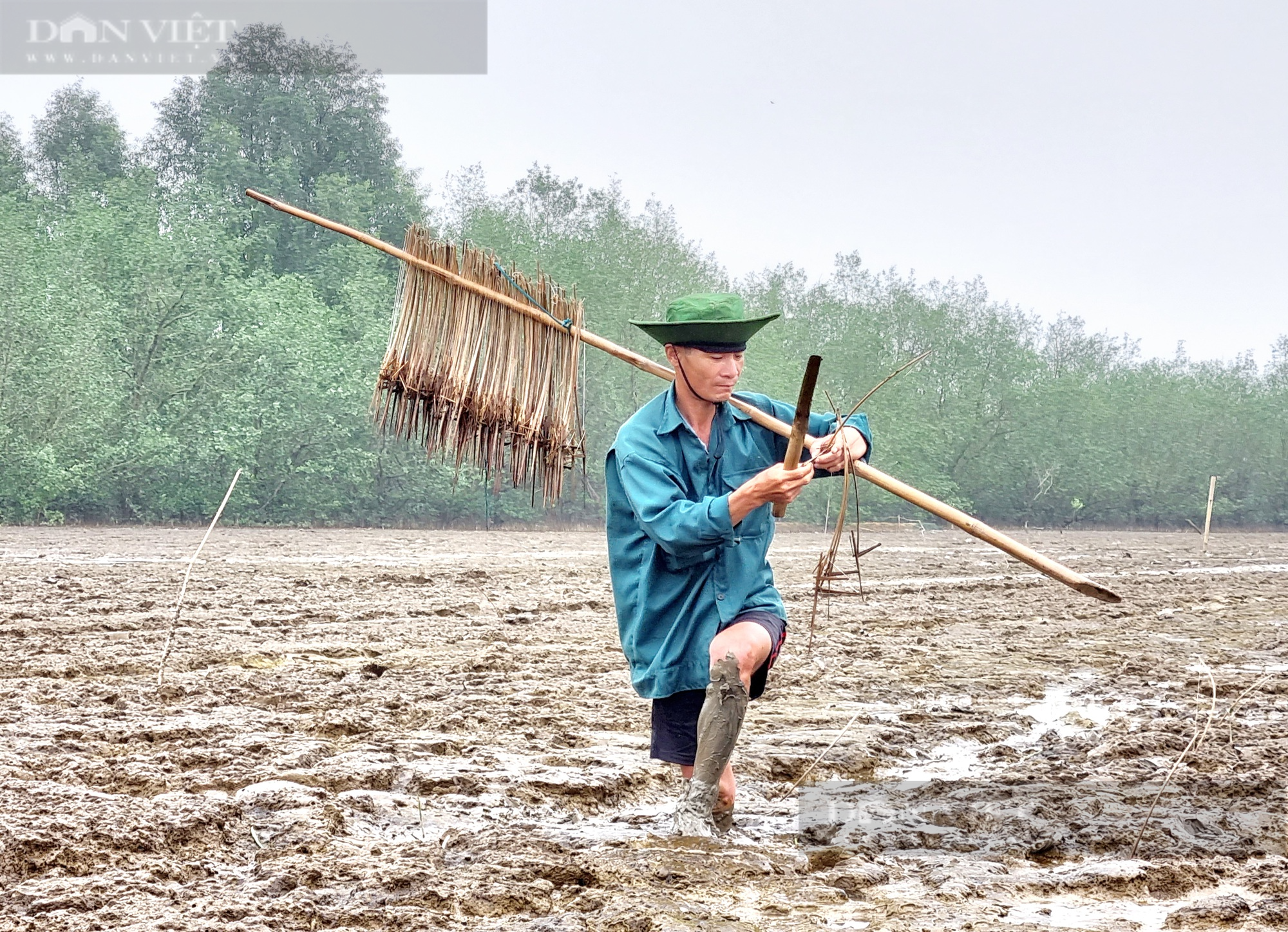 Bí kíp đặt bẫy cá nác hoa giữa rừng ngập mặn Đa Lộc - Ảnh 9.