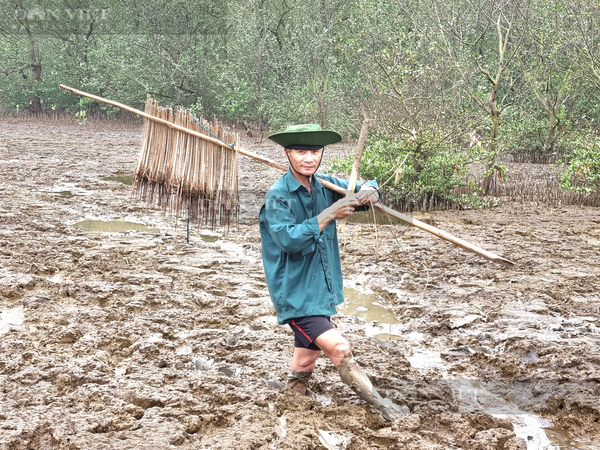 Bí kíp đặt bẫy cá nác hoa giữa rừng ngập mặn Đa Lộc - Ảnh 3.