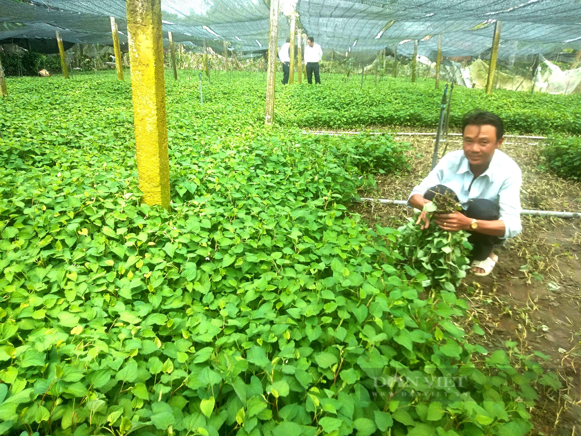 Trồng loại rau tanh tao khó ngửi, nhưng thương lái giành mua không kịp cắt, nông dân vùng này phất lên ngoạn mục - Ảnh 3.