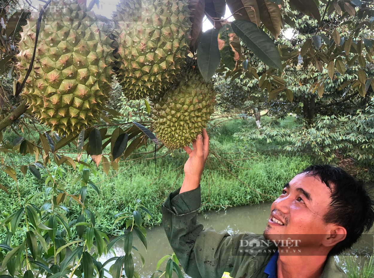 Giữa cánh đồng ở Bình Thuận, có “con ông trời” nuôi con đen sì dưới gốc cây đầy gai, thu tiền tỷ hàng năm - Ảnh 6.