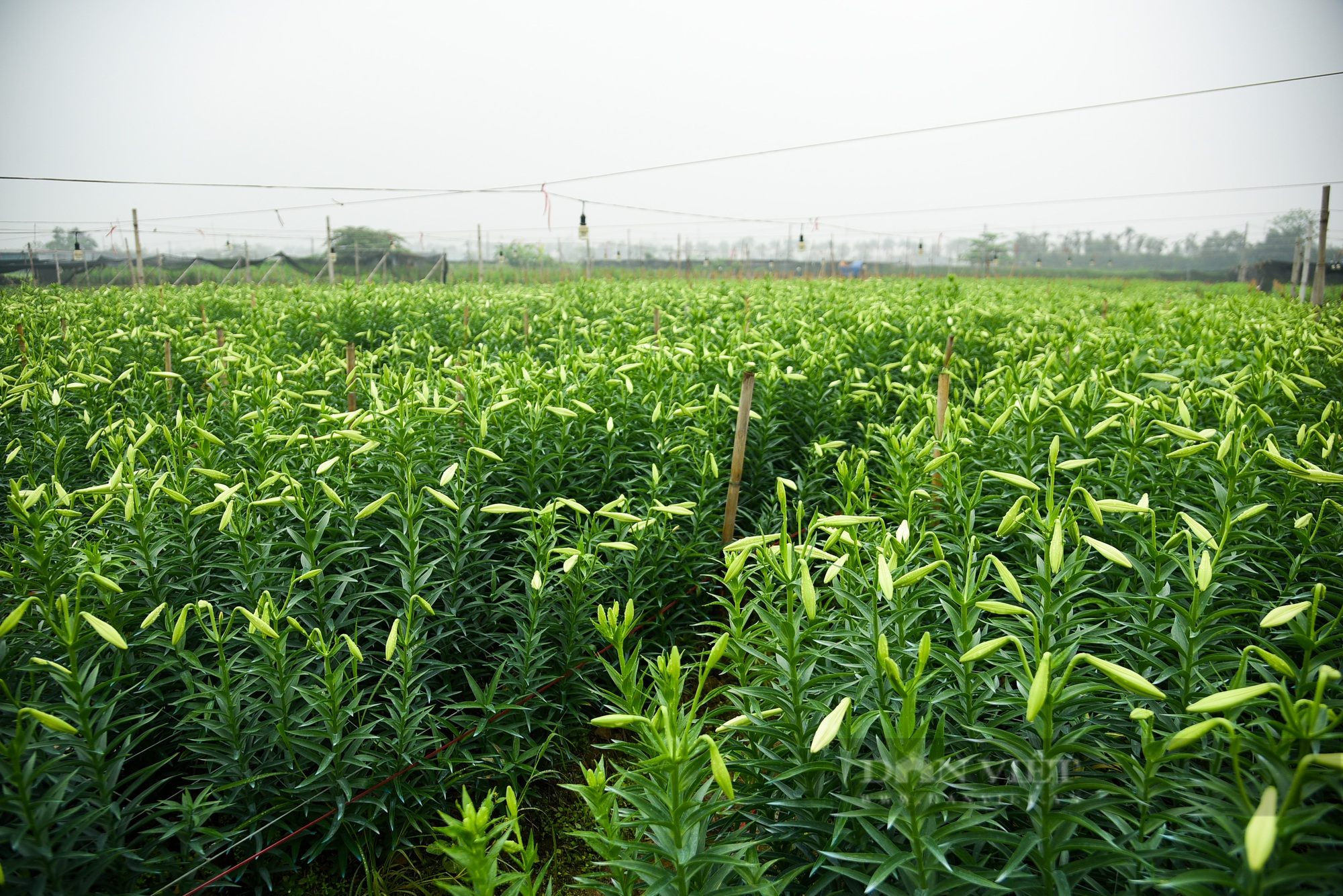 Hoa loa kèn bung nở, nông dân Hà Nội thu hàng chục triệu mỗi ngày - Ảnh 2.