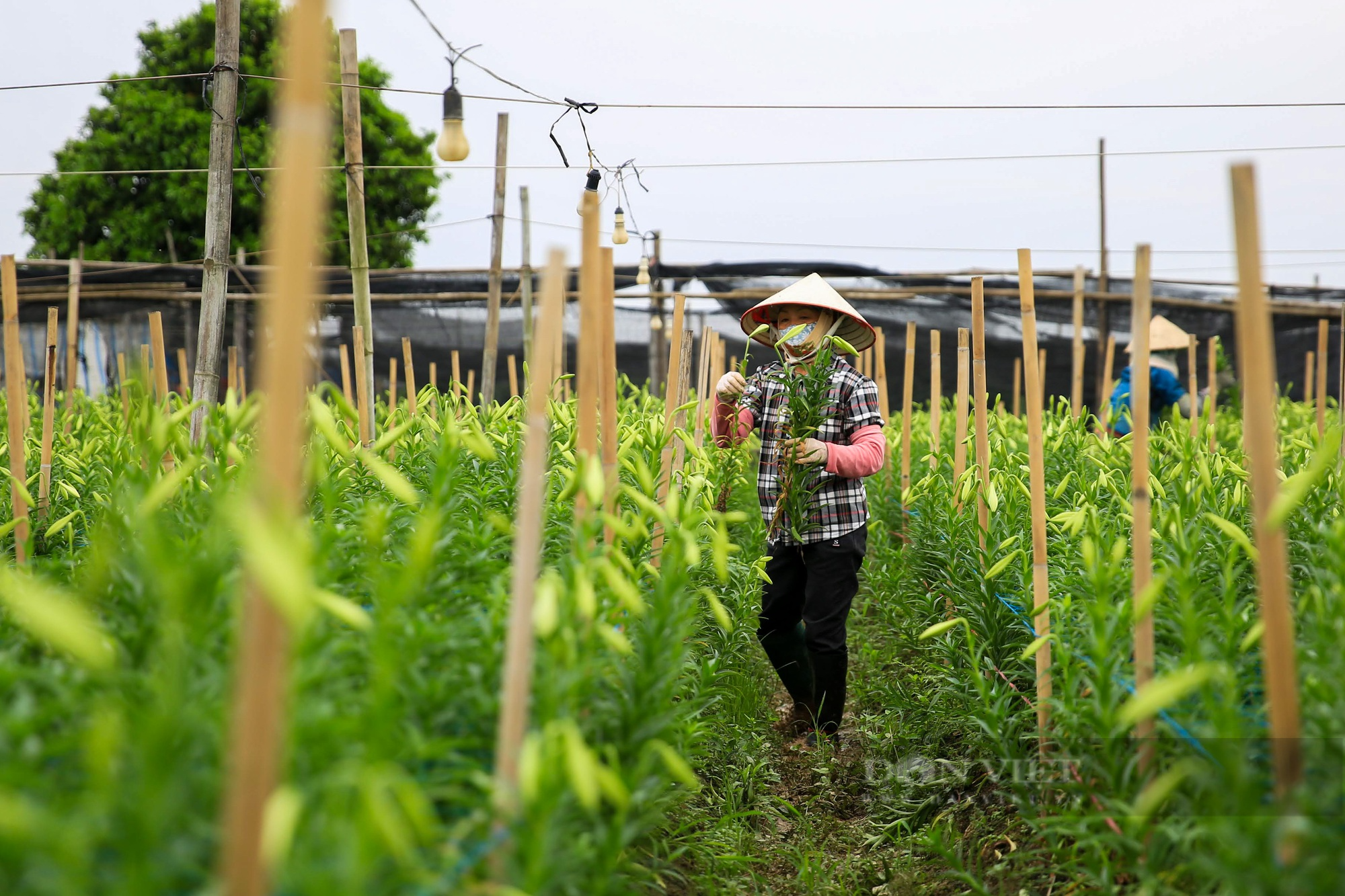 Hoa loa kèn bung nở, nông dân Hà Nội thu hàng chục triệu mỗi ngày - Ảnh 3.