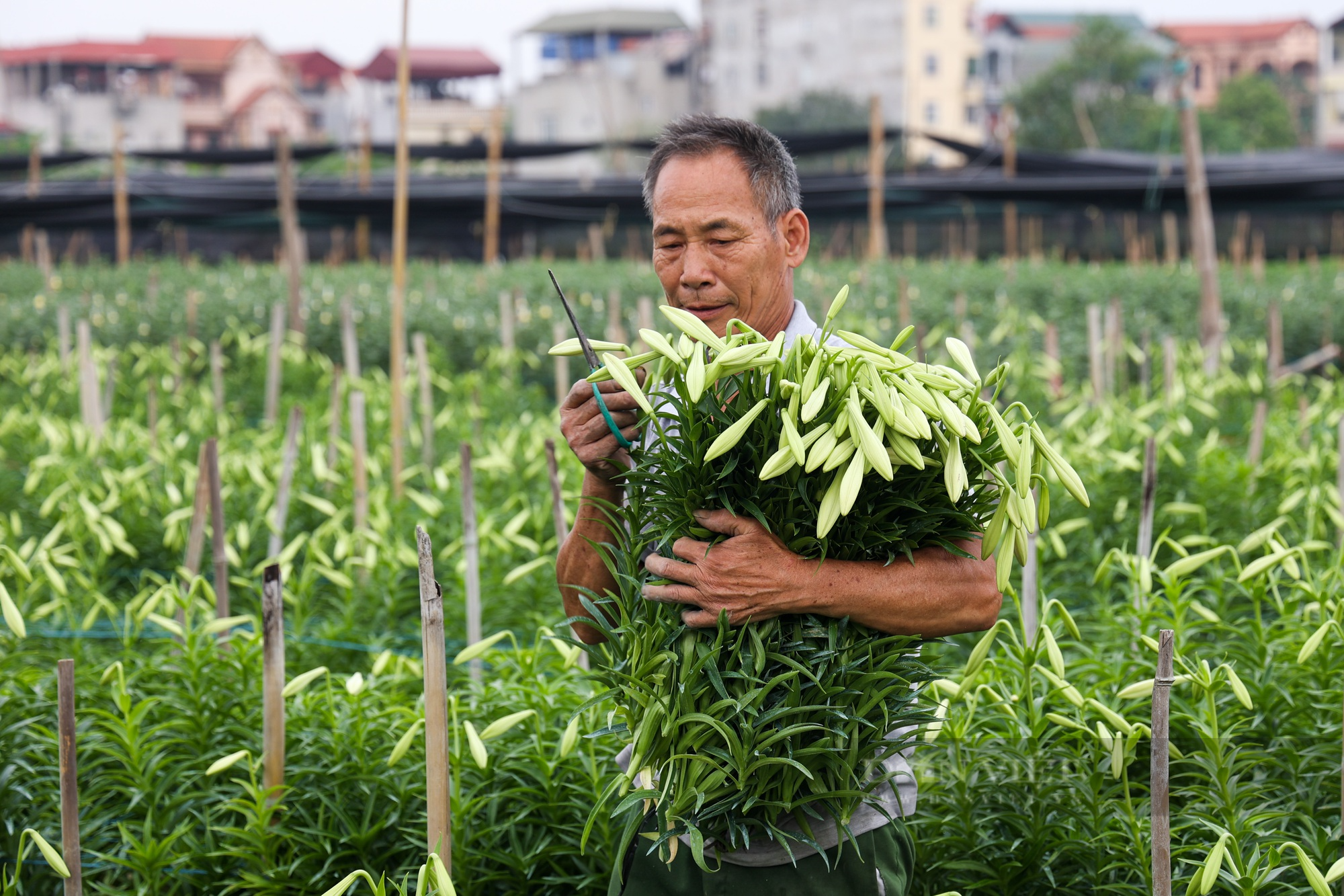 Hoa loa kèn bung nở, nông dân Hà Nội thu hàng chục triệu mỗi ngày - Ảnh 4.