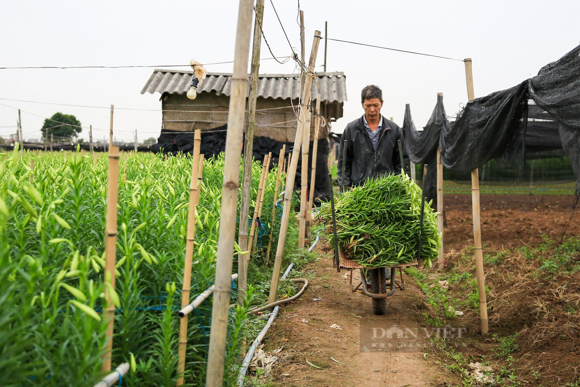 Hoa loa kèn bung nở, nông dân Hà Nội thu hàng chục triệu mỗi ngày - Ảnh 9.