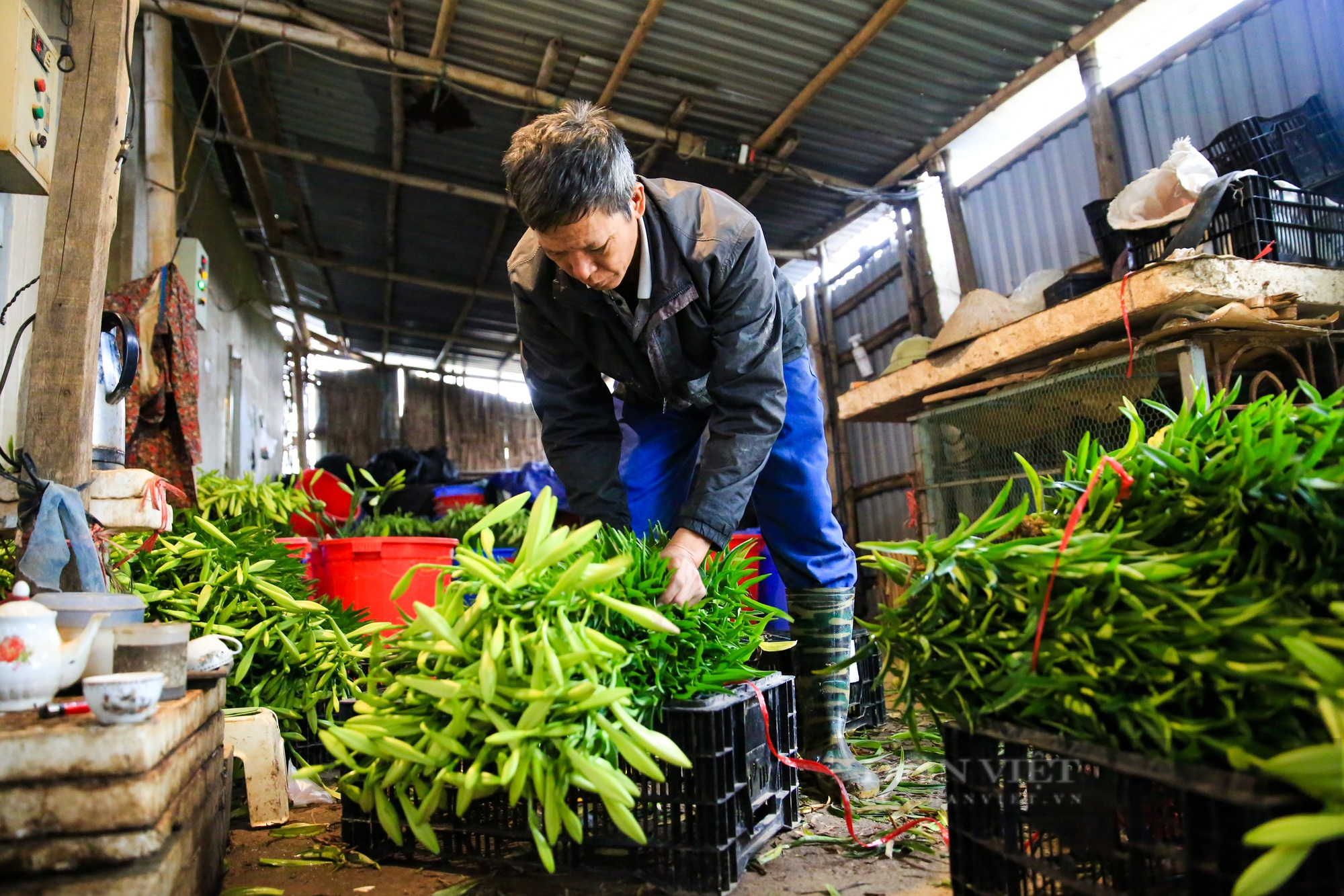 Hoa loa kèn bung nở, nông dân Hà Nội thu hàng chục triệu mỗi ngày - Ảnh 10.
