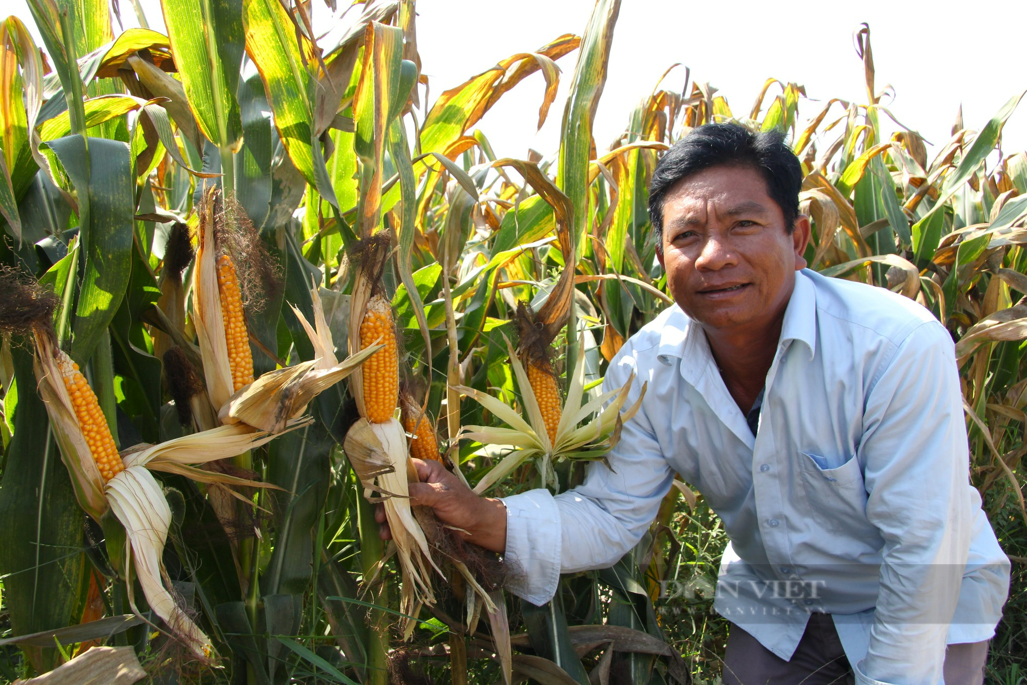 Nông dân Ninh Thuận phấn khởi hái bắp bán giá cao ổn định nhờ liên kết sản xuất với doanh nghiệp - Ảnh 2.