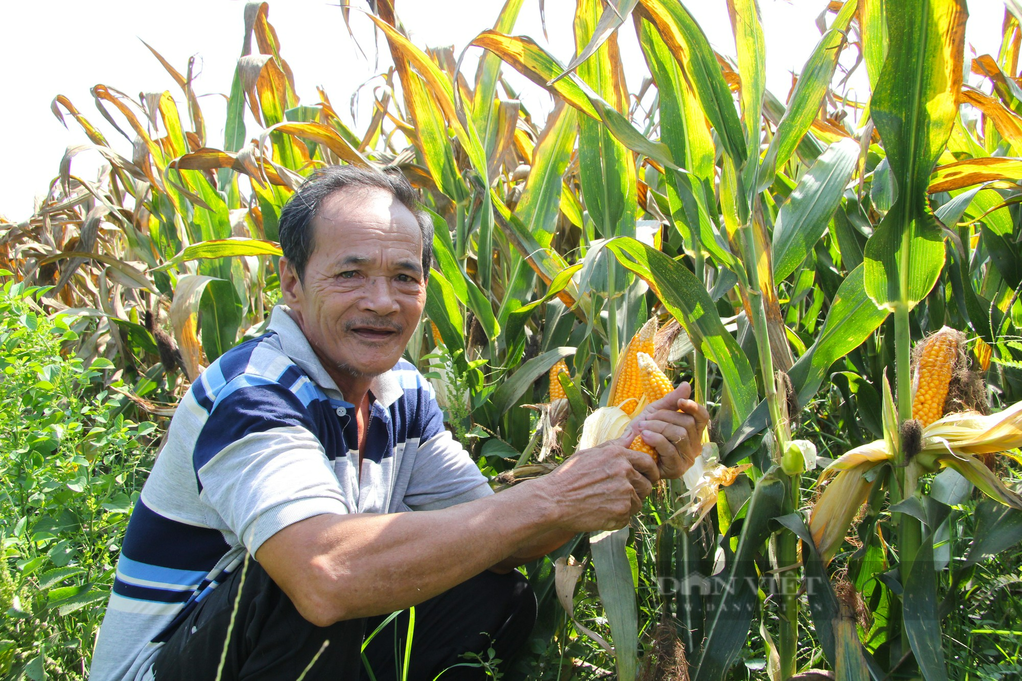 Nông dân Ninh Thuận phấn khởi hái bắp bán giá cao ổn định nhờ liên kết sản xuất với doanh nghiệp - Ảnh 4.