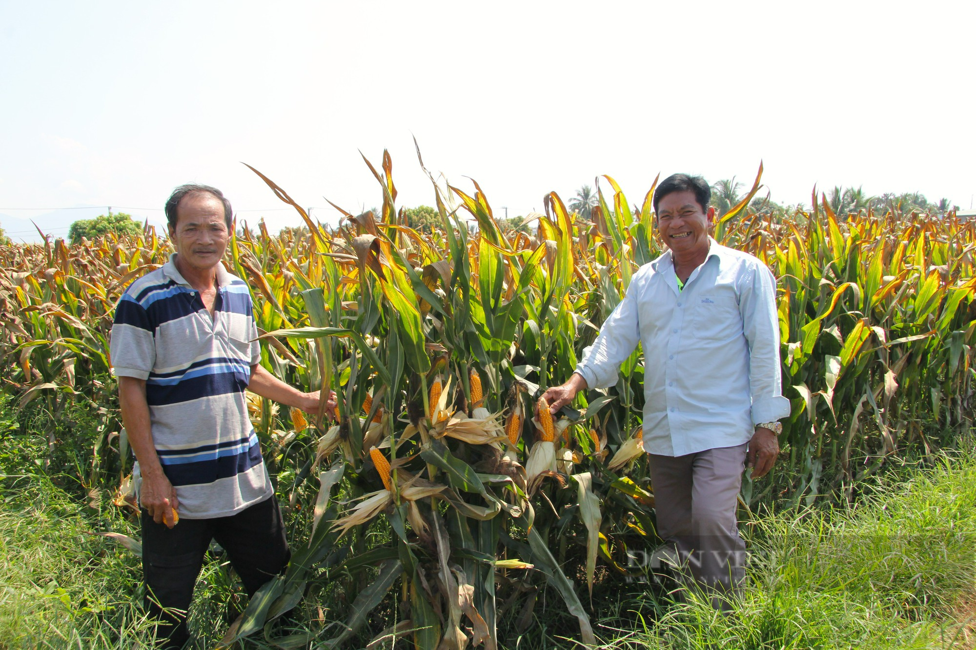 Nông dân Ninh Thuận phấn khởi hái bắp bán giá cao ổn định nhờ liên kết sản xuất với doanh nghiệp - Ảnh 8.