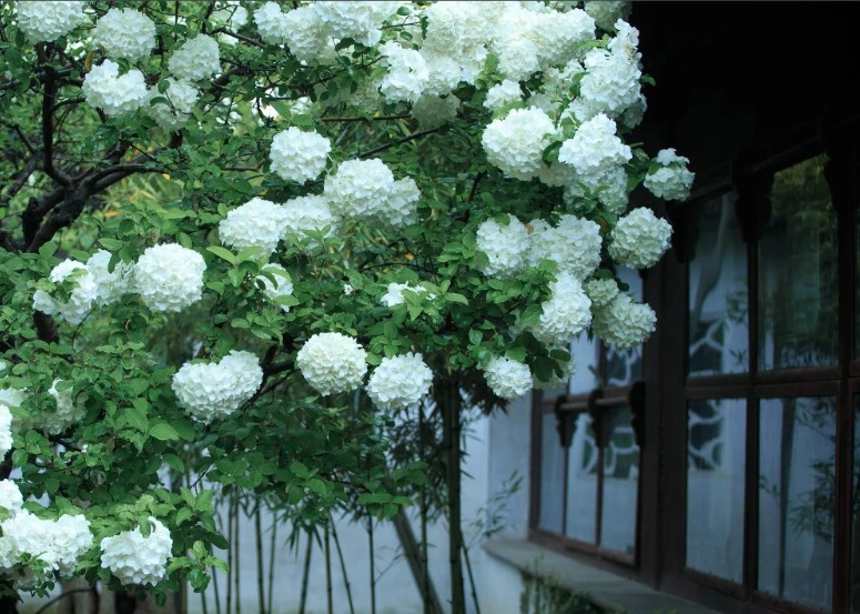 Muốn &quot;tuyết rơi mùa hè&quot;, trồng ngay cây cảnh hoa trắng muốt, mát lạnh, đẹp lộng lẫy này - Ảnh 10.