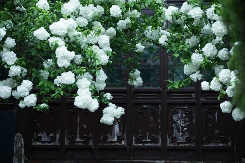 Muốn &quot;tuyết rơi mùa hè&quot;, trồng ngay cây cảnh hoa trắng muốt, mát lạnh, đẹp lộng lẫy này - Ảnh 9.