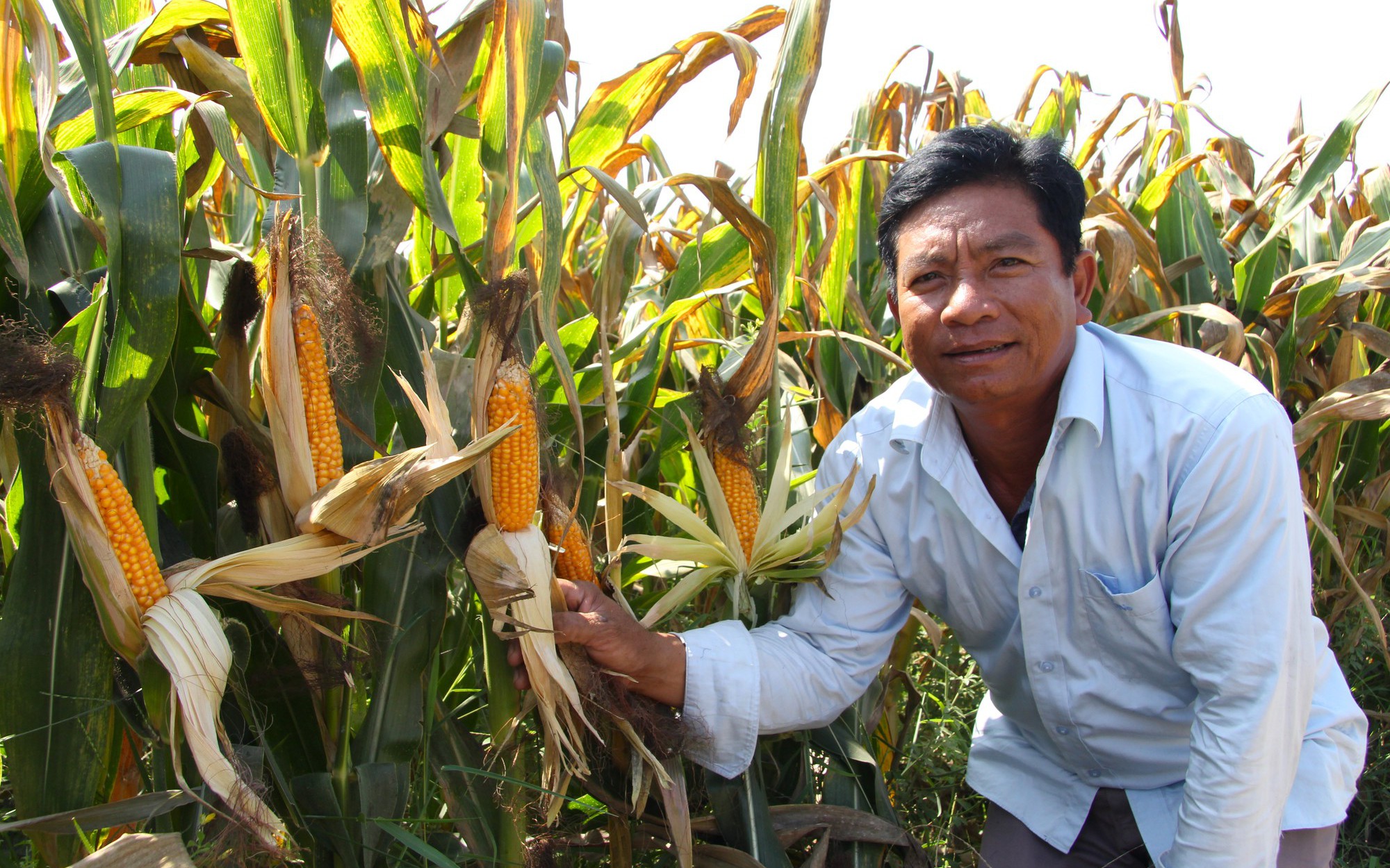 Trồng bắp kiểu này, nông dân Ninh Thuận chắc ăn, tới kỳ ra bẻ trái mà bán thôi