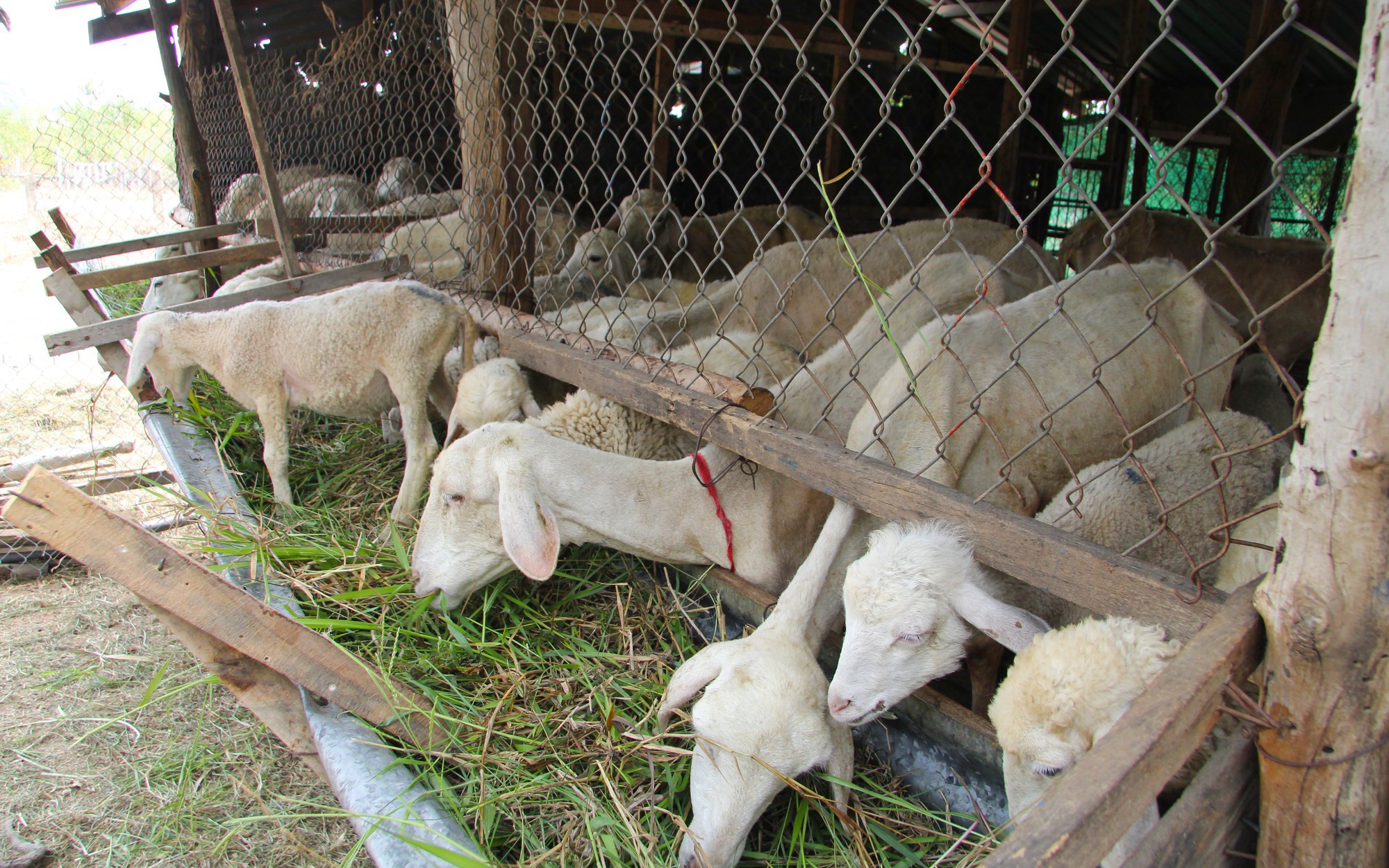 Dê, cừu ở Ninh Thuận rớt giá, hễ nghĩ đến là nông dân héo lòng xót ruột