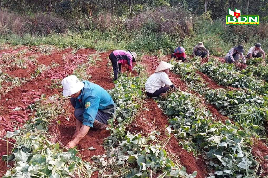 Thứ cây trồng ở Đắk Nông dễ như nhai kẹo, chả mấy chốc nông dân bới, nhổ ra vô số củ, lãi 50 triệu/ha - Ảnh 2.