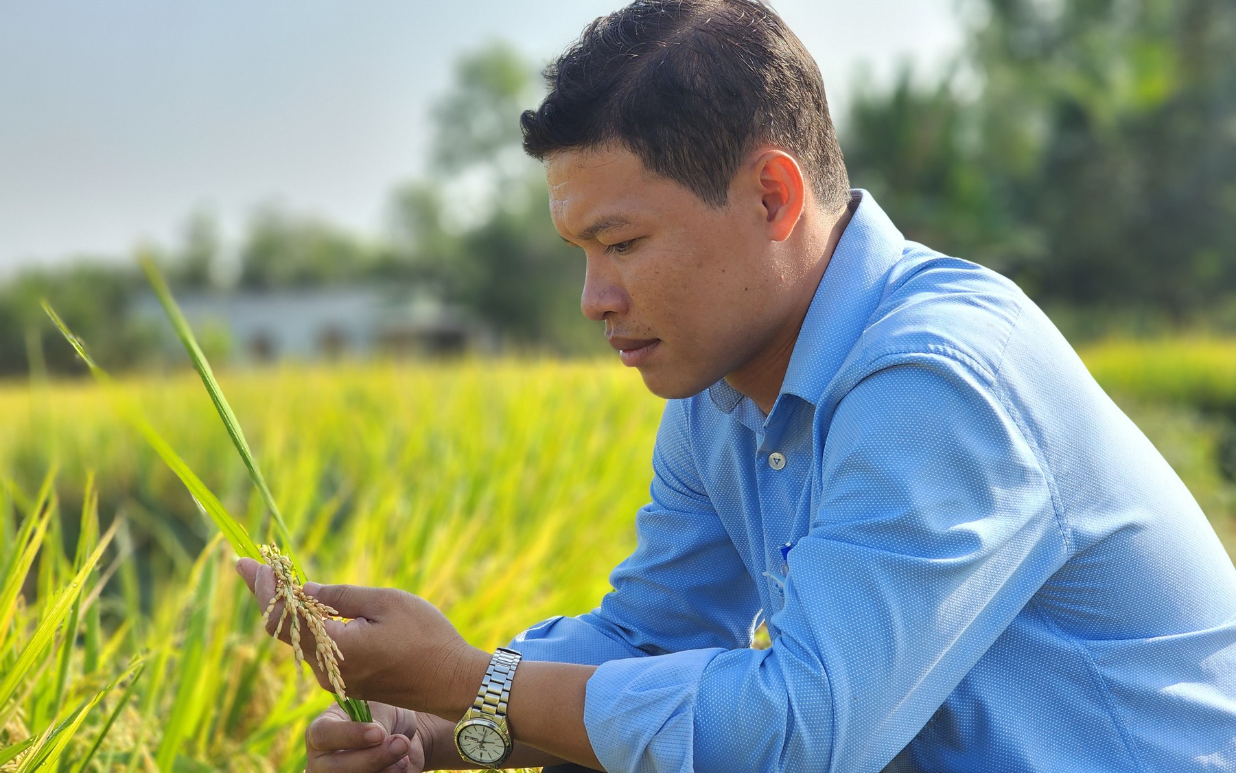 Việt Nam trồng lúa giảm phát thải CO2 đầu tiên trên thế giới: Trồng ngay 1 triệu ha lúa chất lượng cao (Bài 1)