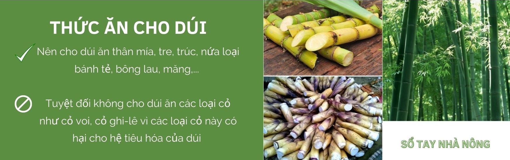 SỔ TAY NHÀ NÔNG: Kĩ thuật nuôi dúi cơ bản cho người mới bắt đầu - Ảnh 3.