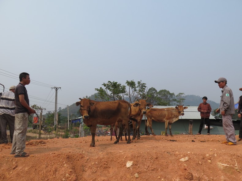 Trao tặng 30 con bò cho các hộ dân có hoàn cảnh khó khăn trên địa bàn vùng biên Kon Tum - Ảnh 1.