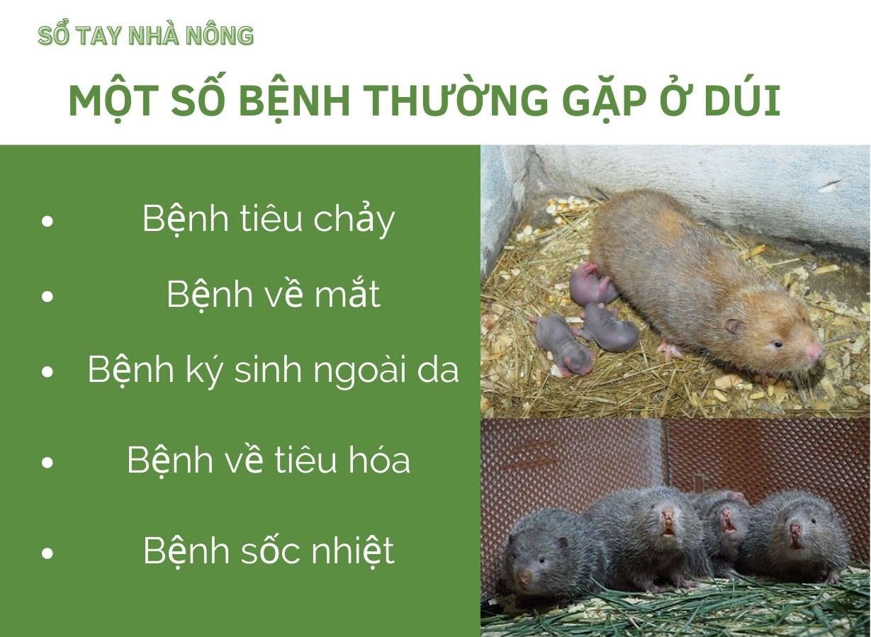 SỔ TAY NHÀ NÔNG: Kĩ thuật nuôi dúi cơ bản cho người mới bắt đầu - Ảnh 4.