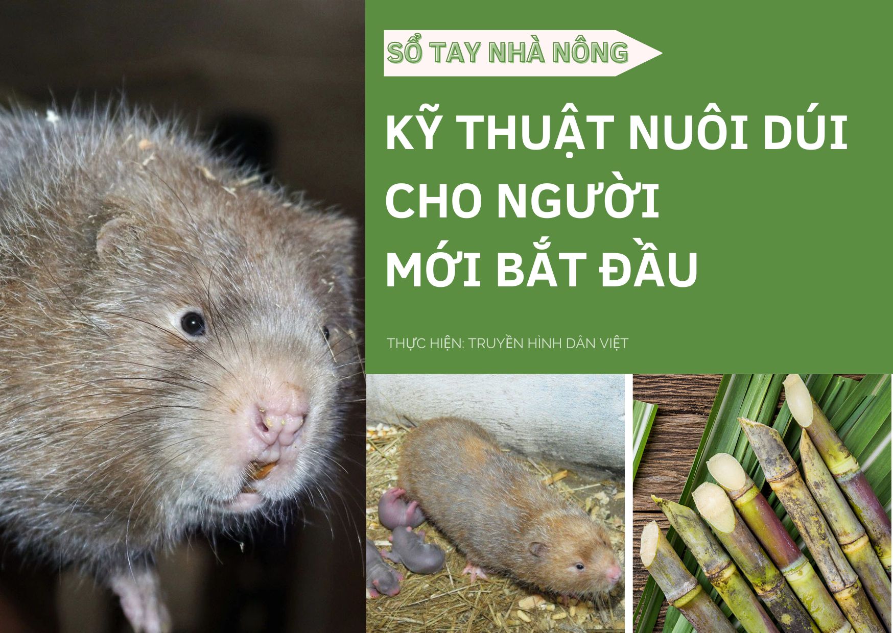 SỔ TAY NHÀ NÔNG: Kĩ thuật nuôi dúi cơ bản cho người mới bắt đầu - Ảnh 1.