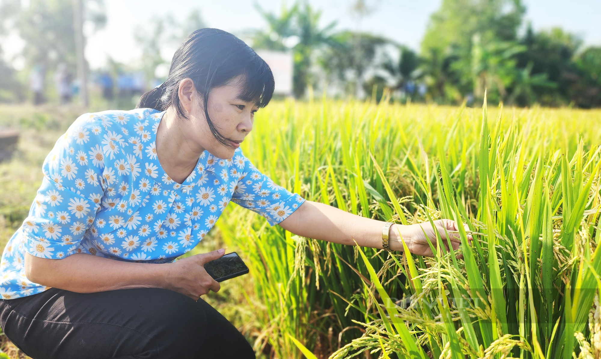 Việt Nam trồng lúa giảm phát thải đầu tiên trên thế giới: Ngân hàng Thế giới cùng đồng hành (bài 4) - Ảnh 2.