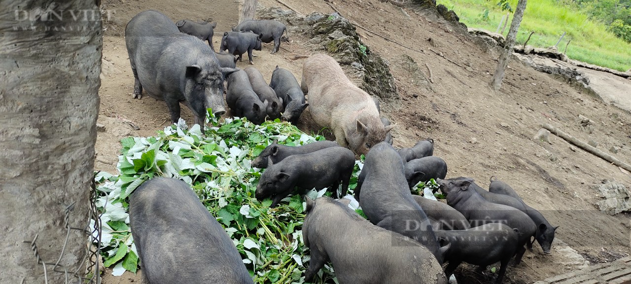 Cho lợn đen bản địa ăn chè khổng lồ, 8X dân tộc Tày lãi 200 triệu đồng mỗi năm - Ảnh 3.