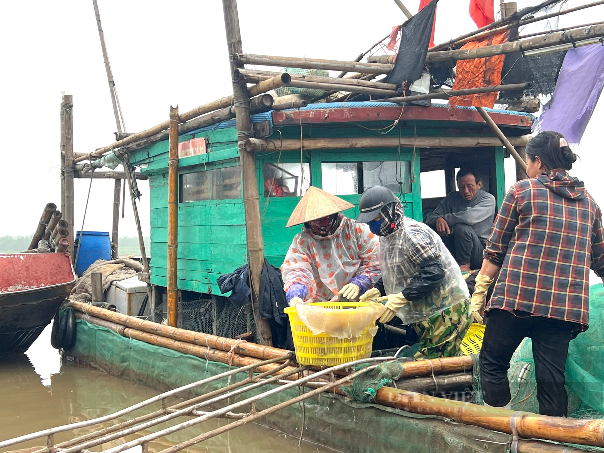 Giá “vàng trắng” tăng gấp 3 lần so với năm trước, ngư dân Thanh Hoá phấn khởi đầu vụ - Ảnh 2.