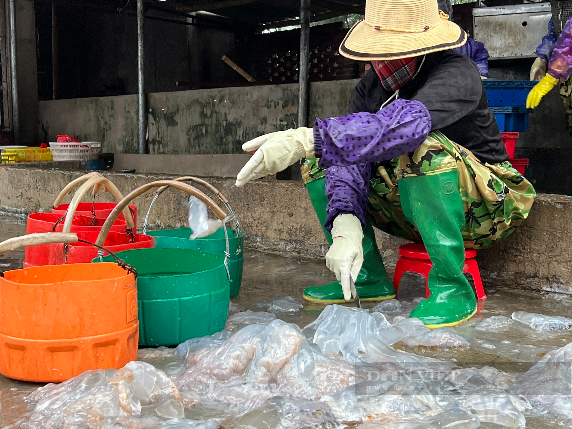 Giá “vàng trắng” tăng gấp 3 lần so với năm trước, ngư dân Thanh Hoá phấn khởi đầu vụ - Ảnh 6.