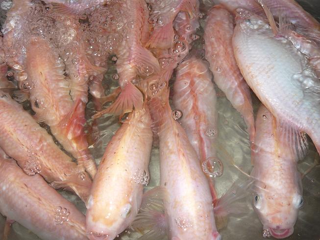 Loài cá rẻ tiền, dễ nuôi, nhanh lớn, chế biến được thành nhiều món ngon - Ảnh 6.