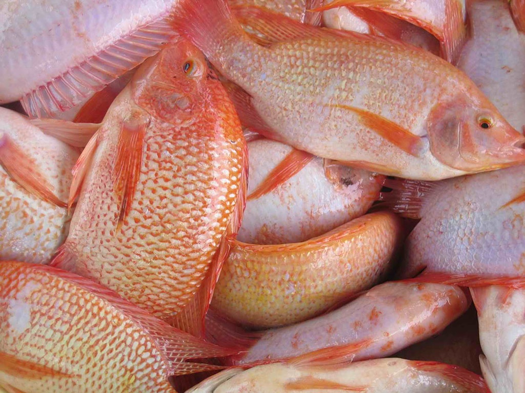 Loài cá rẻ tiền, dễ nuôi, nhanh lớn, chế biến được thành nhiều món ngon - Ảnh 2.