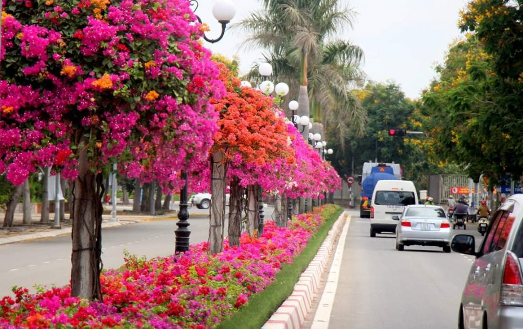 Con đường hoa giấy bung lụa tỏa nắng khiến dân mạng &quot;chết mê chết mệt&quot; ở Vũng Tàu - Ảnh 2.