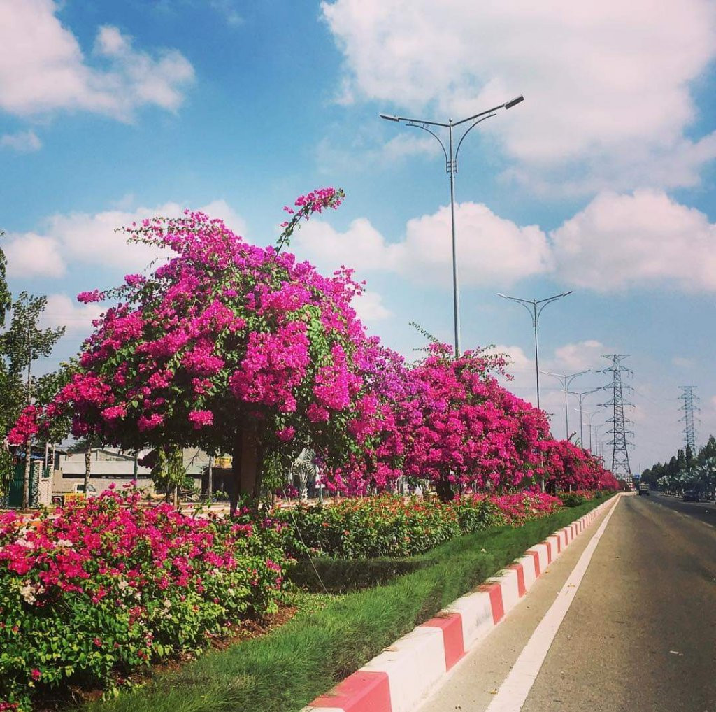 Con đường hoa giấy bung lụa tỏa nắng khiến dân mạng &quot;chết mê chết mệt&quot; ở Vũng Tàu - Ảnh 6.