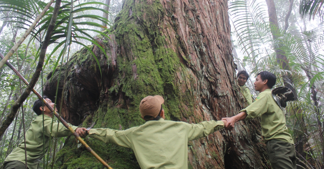 Khu rừng nổi tiếng Đắk Lắk có cây cổ thụ gì mà các anh kiểm lâm giang tay ra ôm không xuể