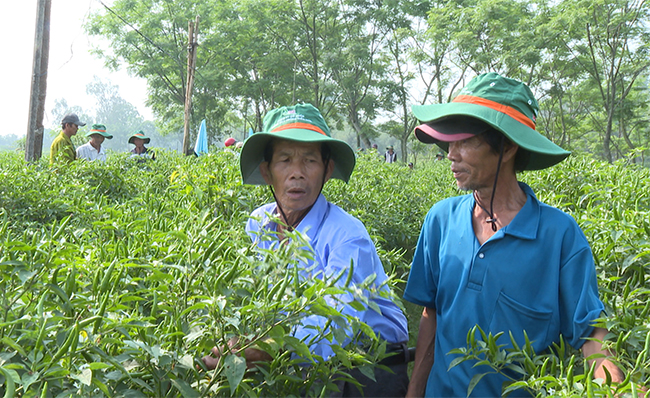 Thứ quả &quot;hướng chỉ thiên&quot; này ở Bình Định đang tăng giá tốt, nông dân đi hái một buổi là có tiền triệu - Ảnh 1.