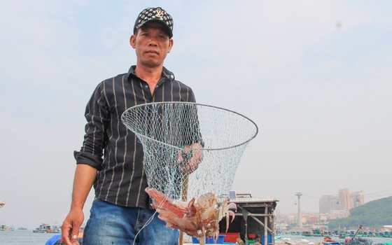 Nông dân đầu tiên nuôi mực ống lồng bè ở Phú Quốc của Kiên Giang, thu 150 triệu/tháng, ai cũng muốn xem