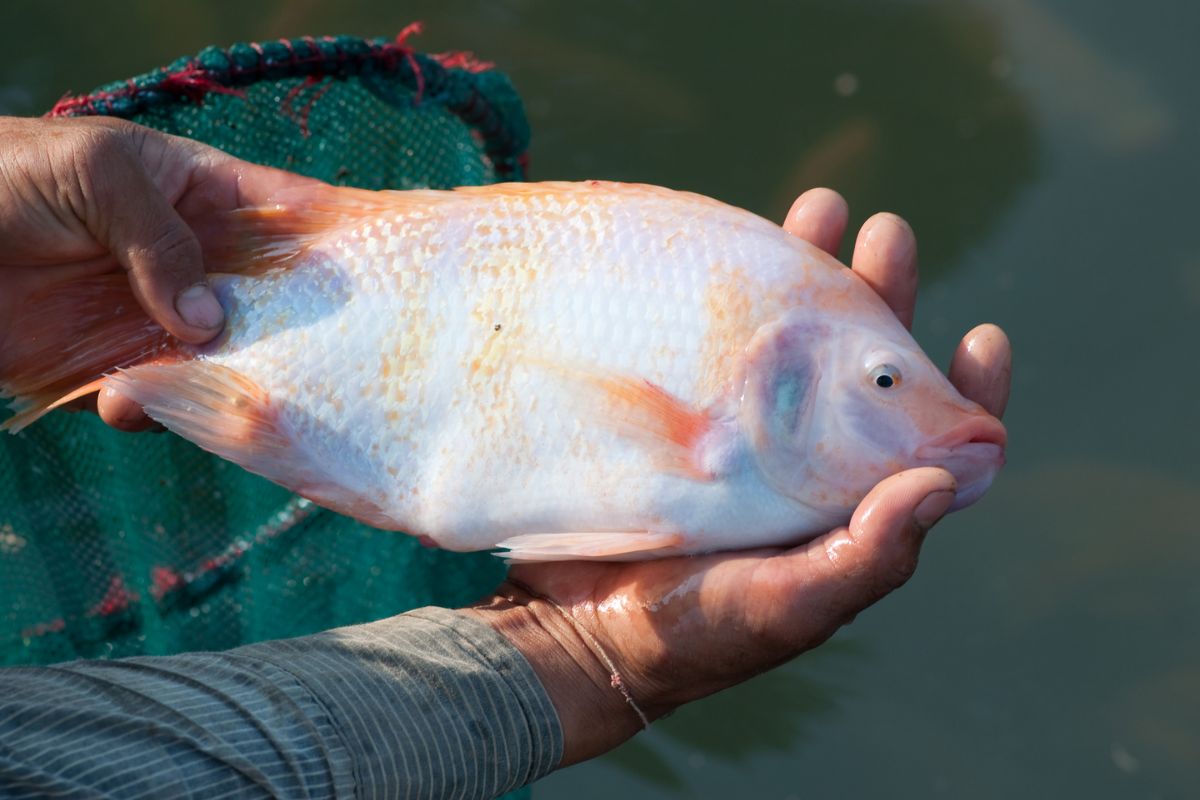 Loài cá rẻ tiền, dễ nuôi, nhanh lớn, chế biến được thành nhiều món ngon - Ảnh 5.