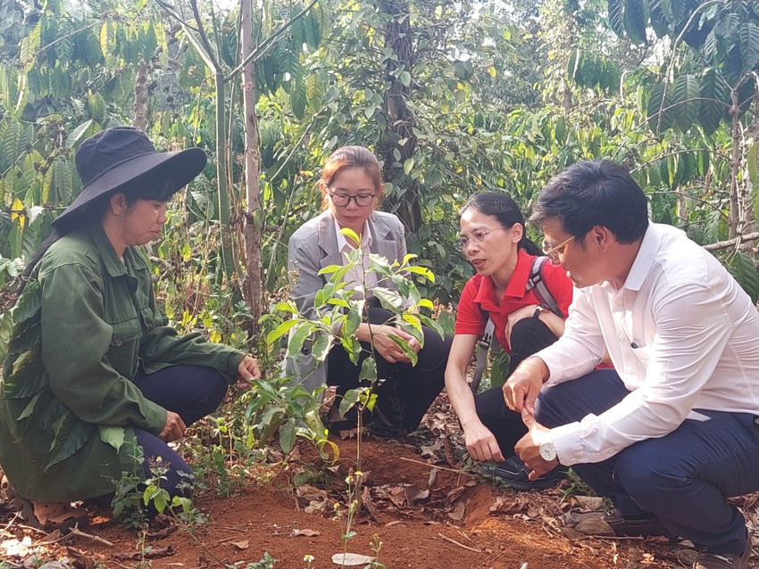 Trồng cột chống trời mỗi cây dổi cho thu 1 cây vàng