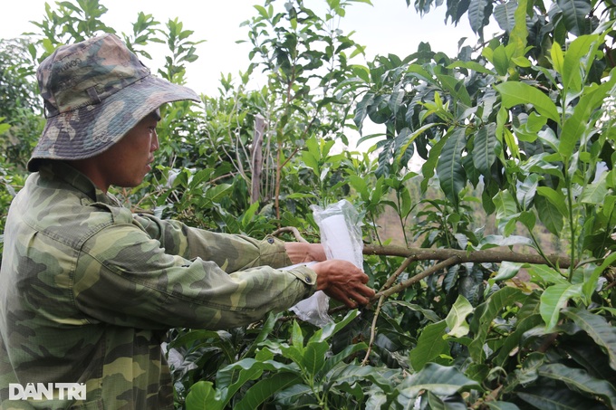 &quot;Vỗ&quot; vú sữa bằng tỏi ngâm rượu, nông dân trẻ thu trăm triệu mỗi năm - Ảnh 3.