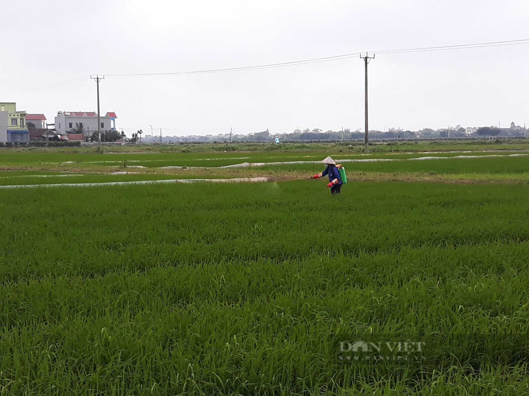 Thời tiết ẩm, mưa nhiều làm sâu, bệnh hại trên lúa gia tăng, lãnh đạo UBND một số tỉnh ra văn bản chỉ đạo - Ảnh 1.