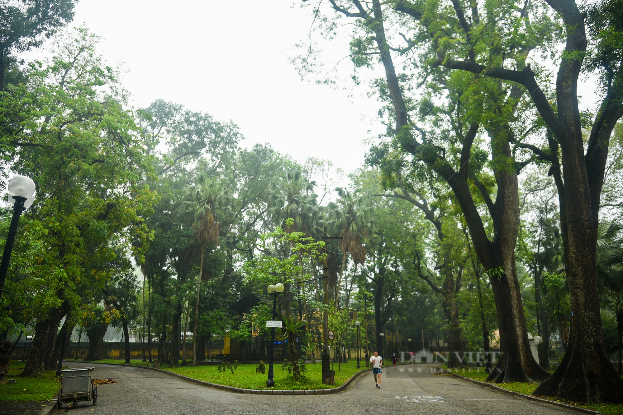 Nhiều cây cổ thụ hơn 100 tuổi chết khô ở công viên Bách Thảo Hà Nội - Ảnh 3.