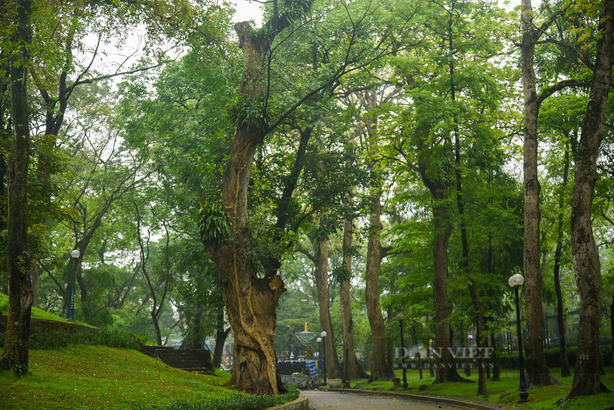 Nhiều cây cổ thụ hơn 100 tuổi chết khô ở công viên Bách Thảo Hà Nội - Ảnh 4.