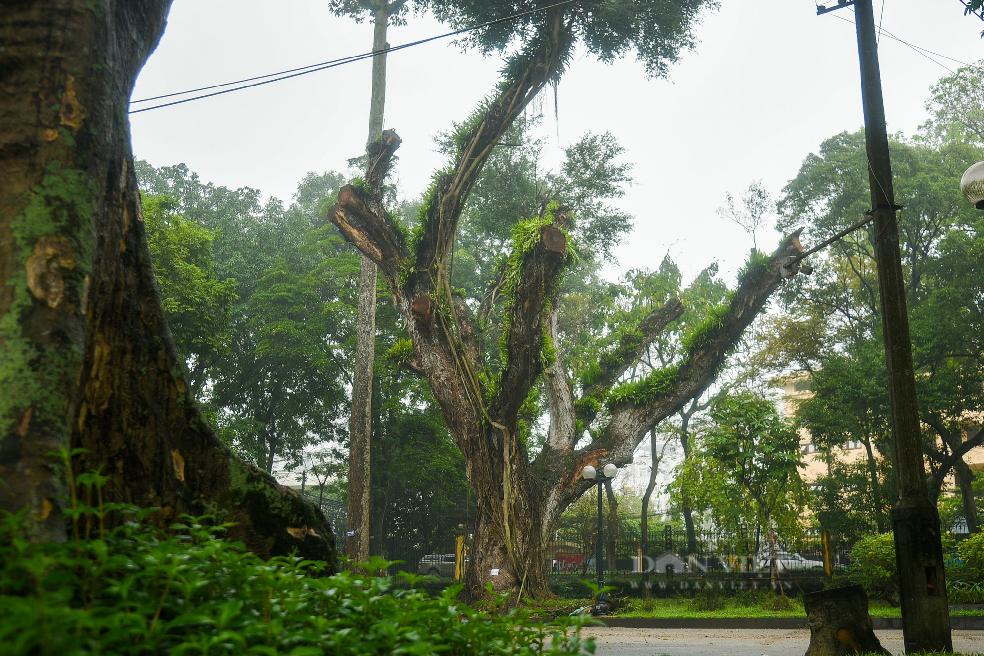 Nhiều cây cổ thụ hơn 100 tuổi chết khô ở công viên Bách Thảo Hà Nội - Ảnh 5.