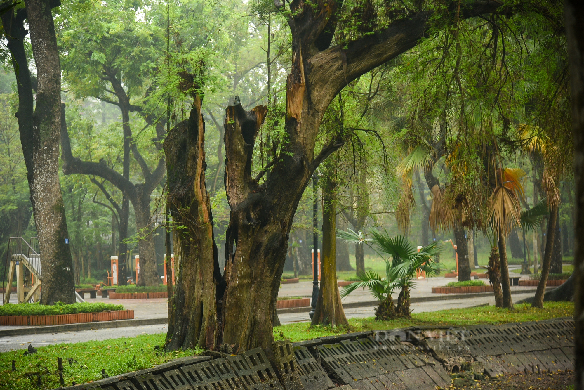 Nhiều cây cổ thụ hơn 100 tuổi chết khô ở công viên Bách Thảo Hà Nội - Ảnh 8.