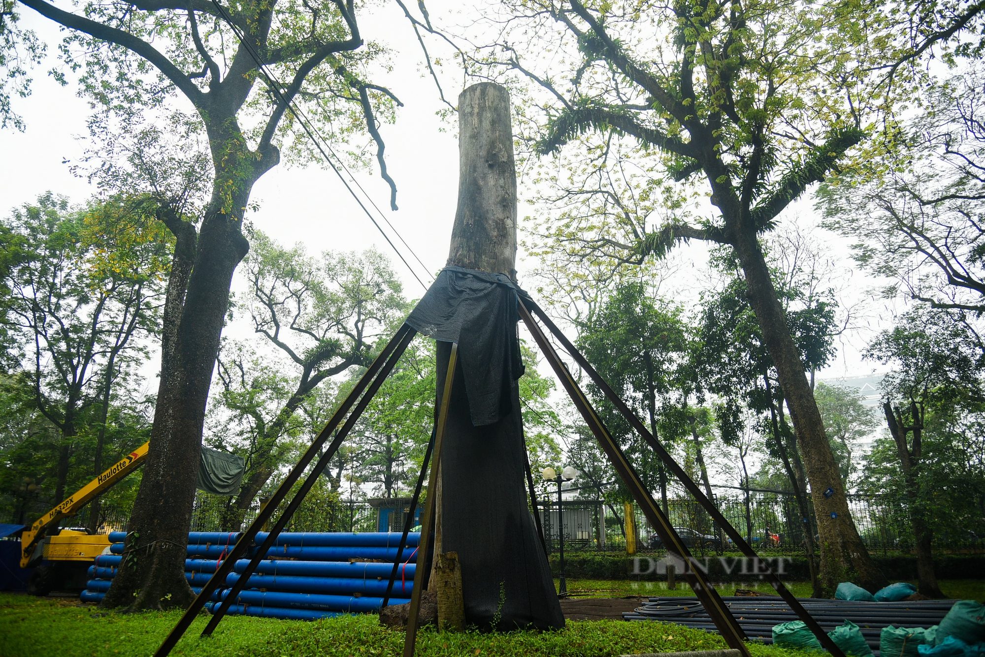 Nhiều cây cổ thụ hơn 100 tuổi chết khô ở công viên Bách Thảo Hà Nội - Ảnh 9.