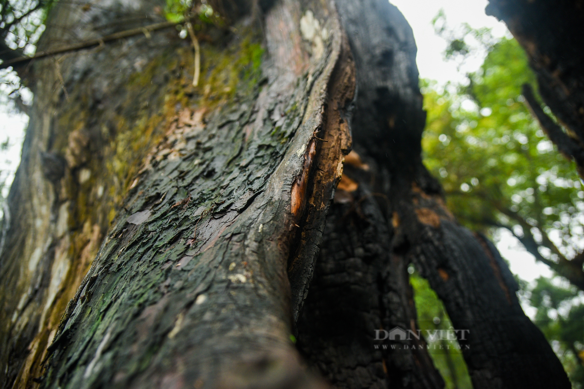 Nhiều cây cổ thụ hơn 100 tuổi chết khô ở công viên Bách Thảo Hà Nội - Ảnh 10.