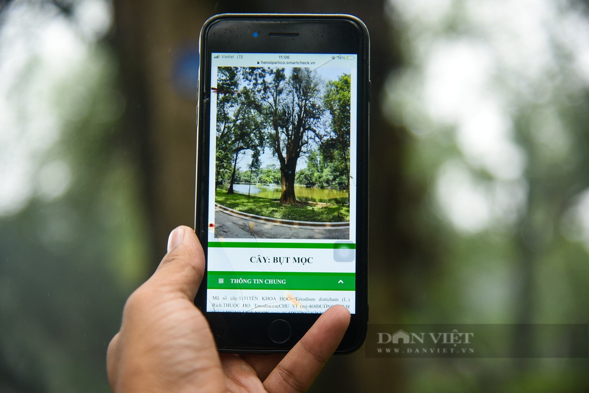 Nhiều cây cổ thụ hơn 100 tuổi chết khô ở công viên Bách Thảo Hà Nội - Ảnh 12.